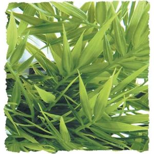 Zoomed Naturalistic Flora - Madagascar Bamboo - Large - terrariumplant