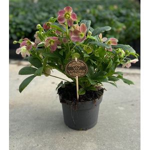 Plantenboetiek.nl | Helleborus Viv Victoria CM - Ø 17cm - Hoogte 45cm