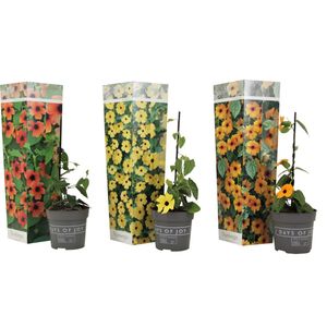 Plant in a Box - Thunbergia - Mix van 3 - Geel, Oranje, Rood - Bloeiende klimplanten - Pot 9cm - Hoogte 25-40cm
