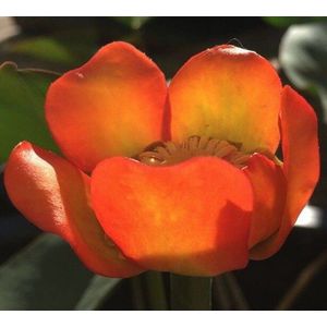 Rode plomp (Nuphar japonica rubra) - Vijverplant - Per 2 stuks losse planten - Vijverplanten Webshop