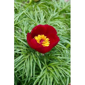 Plants Online - Tuinplanten - Vaste planten - Set van 3 - Paeonia tenuifolia - 1 liter pot - Plant