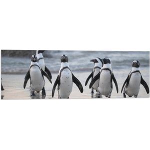 WallClassics - Vlag - Waggelende Pinguïns op het Strand - 90x30 cm Foto op Polyester Vlag