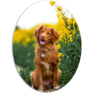 WallClassics - PVC Schuimplaat Ovaal - Bruine Hond naast Gele Bloemen - 42x56 cm Foto op Ovaal (Met Ophangsysteem)