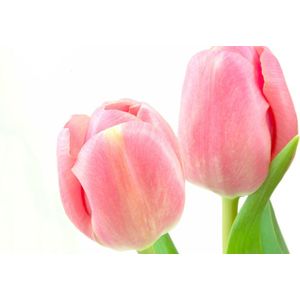 Dibond - Bloemen - Bloem - tulp / tulpen in wit / roze / groen  - 80 x 120 cm.