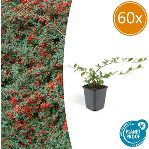 60 Stuk Dwergmispels, Veelzijdige Bodembedekker, Witte Bloementjes, Oranje/Rode Besjes in het Najaar,Cotoneaster dammeri - 10-25cm - Ø9cm