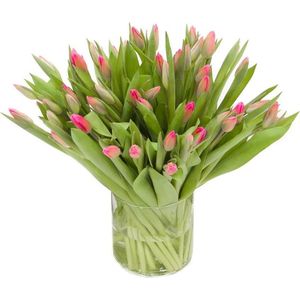 Roze Tulpen - 50