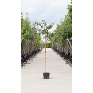 Japanse treur sierkers | Prunus serrulata 'Kiku-shidare-zakura' 6-10 cm 180 cm| Bomenbezorgd.nl
