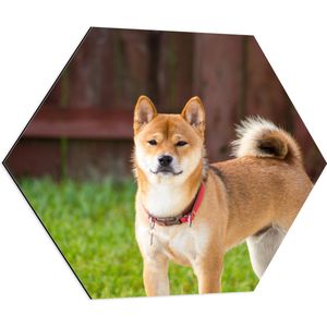 WallClassics - Dibond Hexagon - Bruin Hond met Rode Halsband in het Gras - 70x60.9 cm Foto op Hexagon (Met Ophangsysteem)