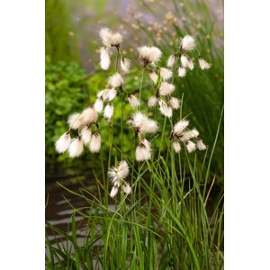 Plants Online - Tuinplanten - Waterplanten - Set van 5 - Eriophorum angustifolium - 0.7 liter pot - Plant