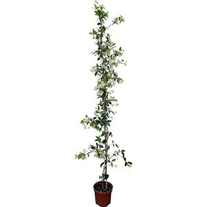 Tropictrees - Toscaanse Jasmijnplant - Klimplant - Wit - Winterhard - Hoogte 200cm - Pot ⌀ 20 cm - trachelospermum jasminoides - sterjasmijn