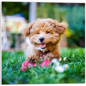 WallClassics - PVC Schuimplaat- Bruine Hond Spelend in het Gras - 50x50 cm Foto op PVC Schuimplaat