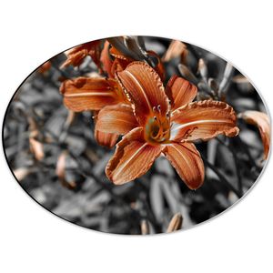 WallClassics - Dibond Ovaal - Herfstkleurige Lelie op Grijze Takken - 40x30 cm Foto op Ovaal (Met Ophangsysteem)