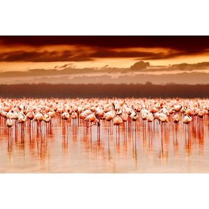 Flamingo island – 90cm x 60cm - Fotokunst op PlexiglasⓇ incl. certificaat & garantie.