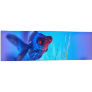 WallClassics - Vlag - Zwemmende Vis in het Water - 120x40 cm Foto op Polyester Vlag