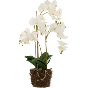 J-Line plant Orchidee In Aarde - kunststof - wit/groen - large