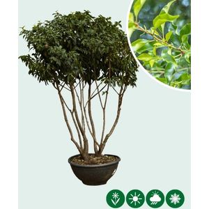 Portugese laurier meerstammig | Prunus lusitanica | Bomenbezorgd.nl