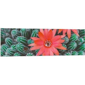 WallClassics - Vlag - Rode Bloemen op Cactusjes - 120x40 cm Foto op Polyester Vlag