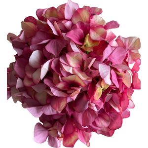 Bloemen hortensia pink