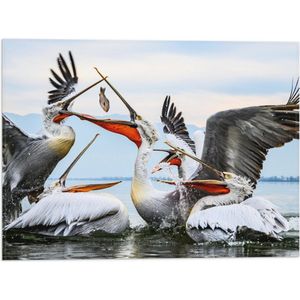 WallClassics - Vlag - Pelikanen Vechten om een Vis - 40x30 cm Foto op Polyester Vlag