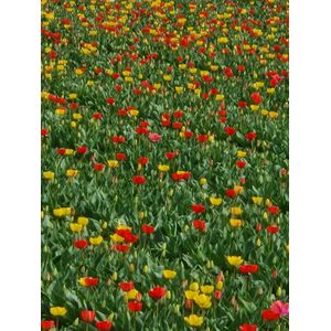 Bloembollen Mix pakket Narcis en Tulp 100 stuks/levering september t/m november