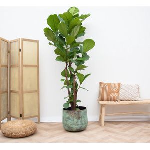 Ficus Lyrata vertakt XL - 230 cm - XL bladeren