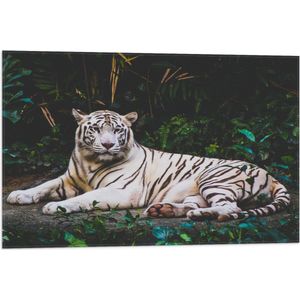 WallClassics - Vlag - Witte Tijger in de Jungle - 75x50 cm Foto op Polyester Vlag
