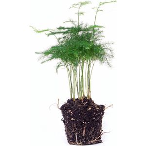 2 stuks De Sierasperge - elegante Terrarium plant - Asparagus Setaceuse Plumosus - Ø6