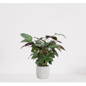 Calathea Compactstar in luxe sierpot Liam Wit – luchtzuiverende kamerplant – pauwenplant – living plant - ↕35-45cm - Ø13 – geleverd met plantenpot – vers uit de kwekerij
