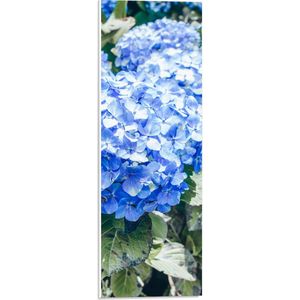 WallClassics - PVC Schuimplaat- Grote Blauwe Hortensia Bloemen - 20x60 cm Foto op PVC Schuimplaat