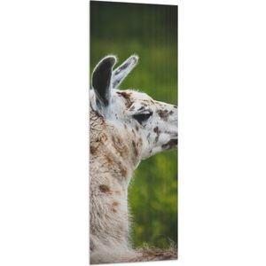 WallClassics - Vlag - Opzij kijkende Witte Lama met Bruine Vlekken - 50x150 cm Foto op Polyester Vlag