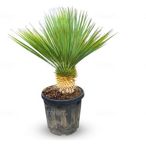 Sunny Tree - Yucca Rostrata - Palmboom - 120 cm - Winterharde palmboom - Palmlelie - Stamhoogte 20-30 cm