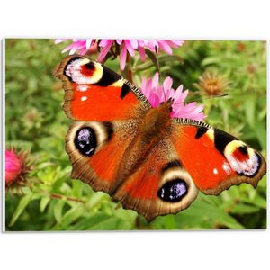 WallClassics - PVC Schuimplaat- Dagpauwoog Vlinder met Prachtige Vleugels - 40x30 cm Foto op PVC Schuimplaat