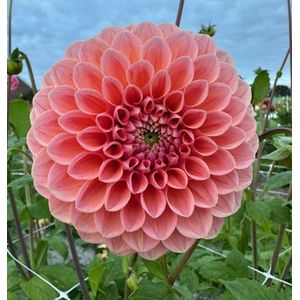 Bulbs by Brenda - Dahlia Linda's Baby - 3 stuks - dahlia knollen