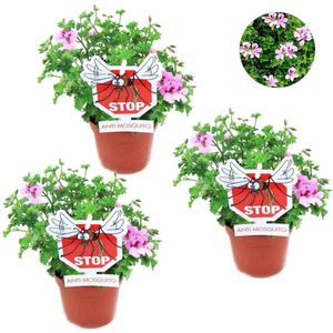 Tuin de Bruijn® Citroengeranium - 3 stuks - dé anti-muggenplant - potmaat Ø12cm - Pelargonium Graveolens - citroengeur