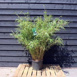 Plants Online - Tuinplanten - Bamboe - Set van 1 - Fargesia rufa C15 100-125 cm