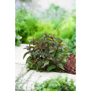 Plants Online - Set van 5 - Mentha piperita 'Chocolate' - 0.7 liter pot - Plant