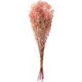 J-Line Droogbloemen - Bundel Gypsophilia Gedroogd - roze