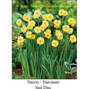 narcis Sun Disc 30 bollen maat 12/14 botanische narcis