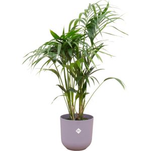 Plantenboetiek.nl | Kentia palm inclusief elho Jazz Round lila - Ø26cm - 120-130cm hoog - Kamerplant - Arrangement - Plant met pot