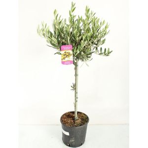 Olijfboom 90cm hoog↑ Potmaat Ø20cm