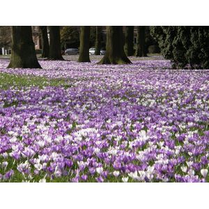 Turfstrooisel aarde 40 liter