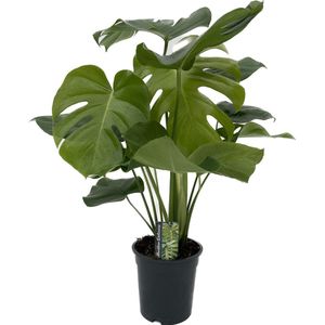 Monstera - Deliciosa - plant - kamerplant - groen - groot - gatenplant