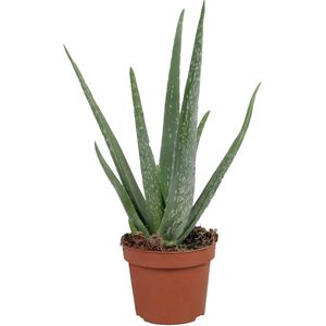 Aloë Vera Plant in 12cm Pot - Ca. 30-40cm Hoog