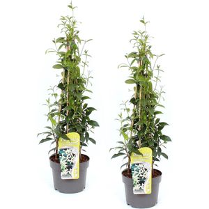 AANBIEDING - Toscaanse jasmijn van ca. 60 cm - 'Trachelospermum jasminoides' - heerlijk geurend - potmaat Ø15cm - 2 stuks
