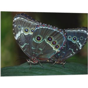 WallClassics - Vlag - Morpho Vlinder op Donkergroen Blad - 80x60 cm Foto op Polyester Vlag