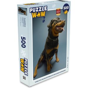Puzzel Studio foto van een Rottweiler op een blauwe achtergrond - Legpuzzel - Puzzel 500 stukjes