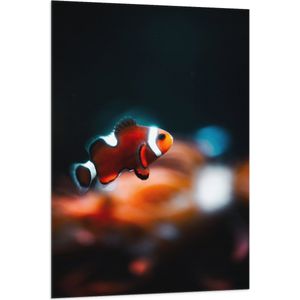 WallClassics - Vlag - Nemo Vis - 80x120 cm Foto op Polyester Vlag