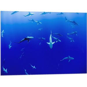 WallClassics - Vlag - Haaien Onderwater in de Blauwe Zee - 80x60 cm Foto op Polyester Vlag
