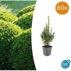 Tuinplantenshop.com | Buxus Sempervirens | 60 stuks - Ø9cm - 10-25cm hoog - Tuinplant