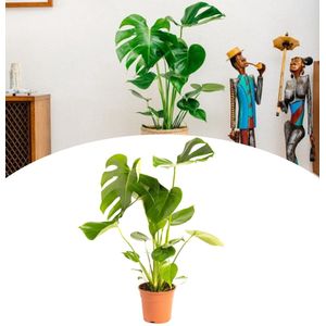 NatureNest - Gatenplant - Monstera Deliciosa - Groot - 65-75cm